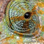 chameleon-164381_1280